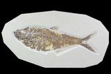 Large, Diplomystus Fossil Fish - Wyoming #89638-1